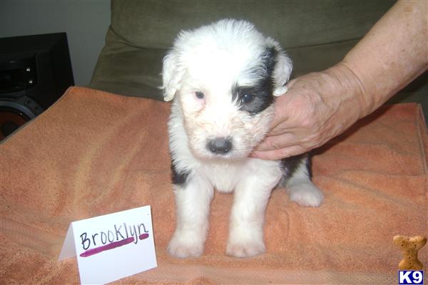 Old English Sheepdog